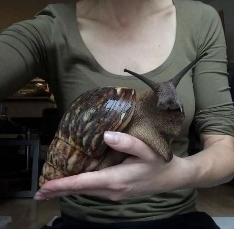 Nouvelle idée d'animal de compagnie