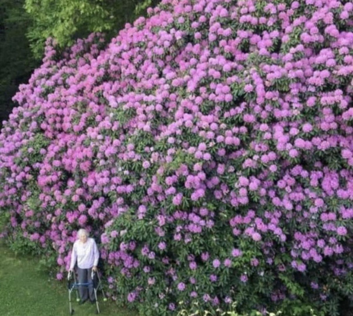 Maintenant c'est un gros buisson